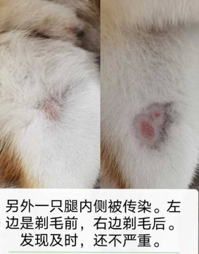 柴犬皮膚病症狀