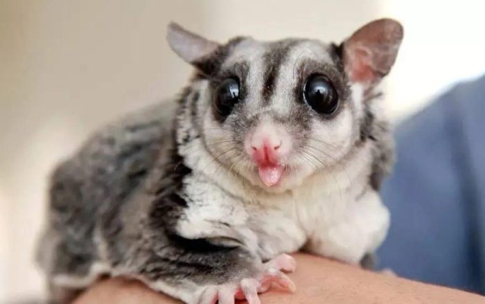 蜜袋鼯癱瘓原因