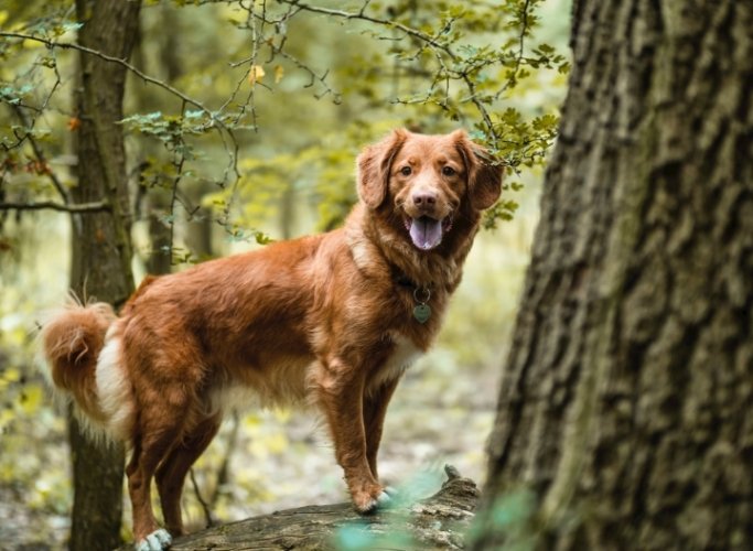 狗咬人原因 狗咬人原因