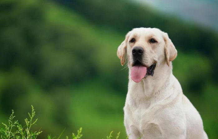 拉布拉多犬優點