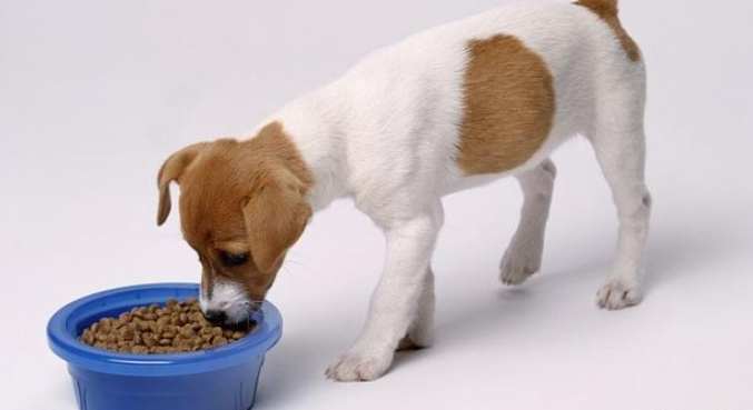 狗餵養方法 狗餵養方法