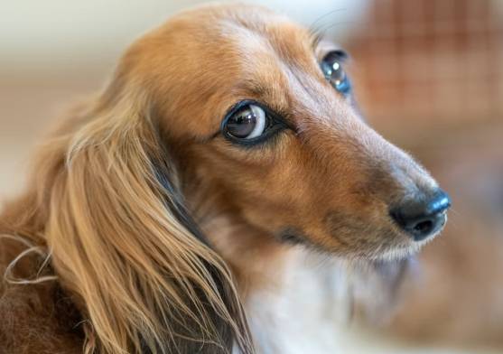 長毛臘腸犬飼養