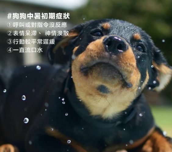 狗狗慢性中暑預防
