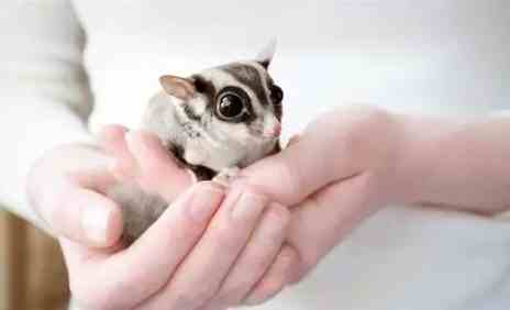 蜜袋鼯單獨飼養