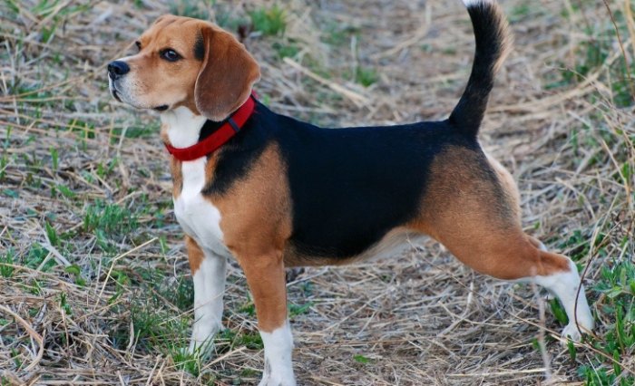 米格魯平均壽命