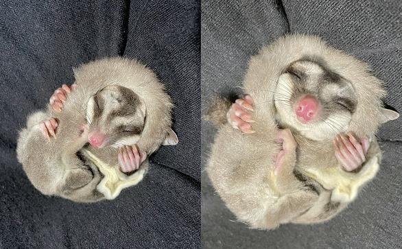 蜜袋鼯行為異常