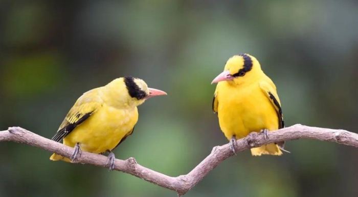 寵物鳥飼養方法