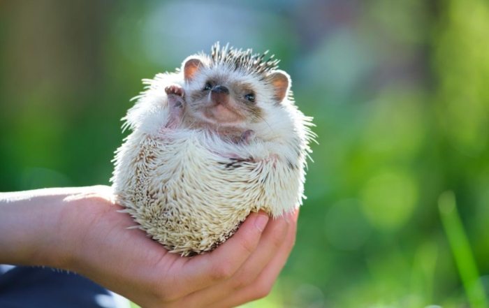 非洲迷你刺猬照顧