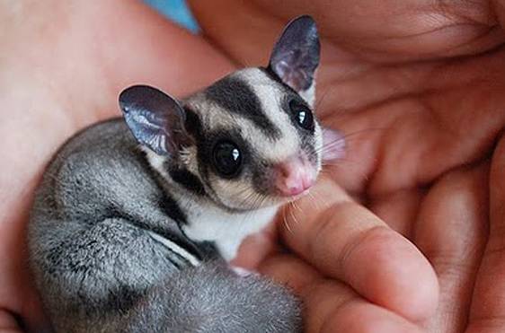 蜜袋鼯照顧方法