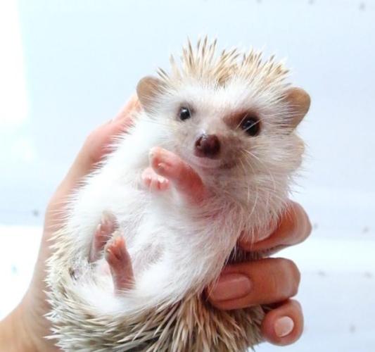 迷你刺蝟飼養方法