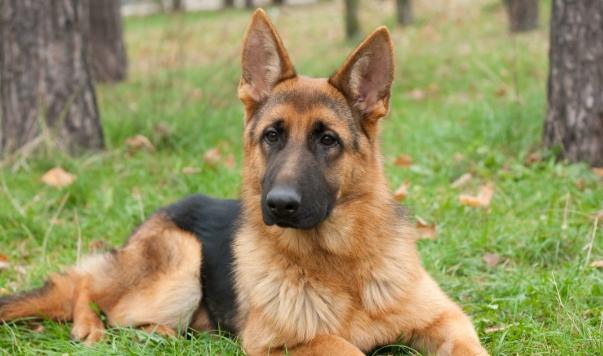 澳大利亞牧羊犬智商