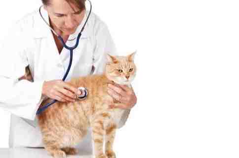 寵物生病行為溝通