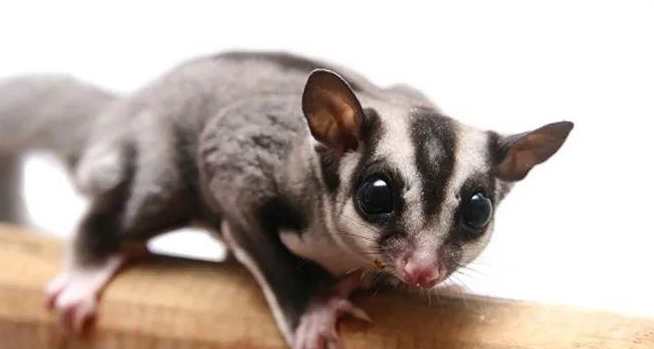 蜜袋鼯尾巴功能