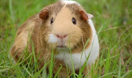 天竺鼠年齡判斷