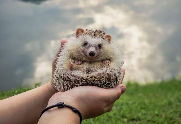 迷你刺蝟飼養方法