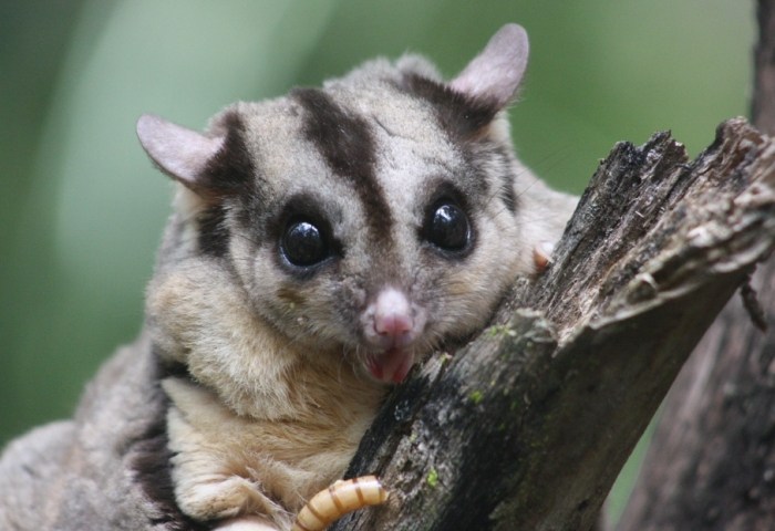 蜜袋鼯食物安全