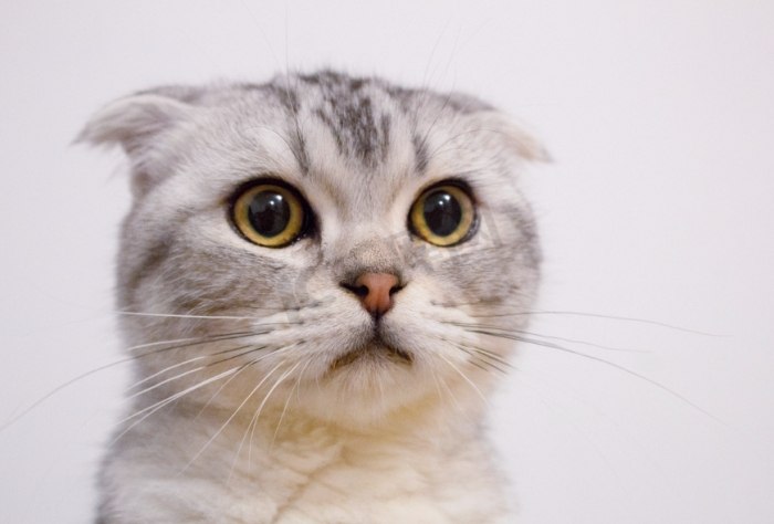 貓口水對人類有害嗎