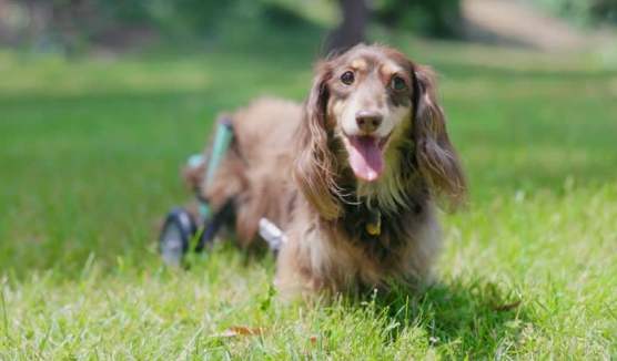 長毛臘腸狗顏色選擇