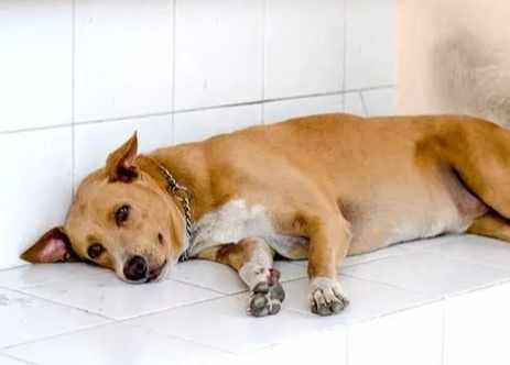 狗狗精神不好改善