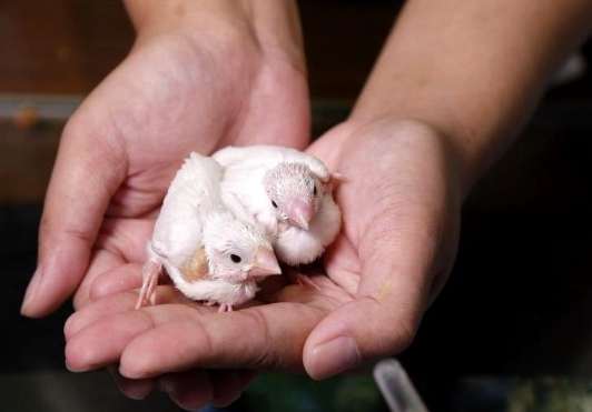 幼鳥照顧方法
