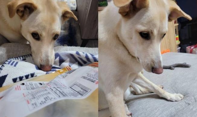 老年狗飲食指南 老年狗飲食指南