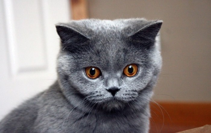 貓咪健康風險 貓咪健康風險