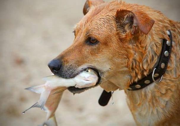 海鮮對狗的影響