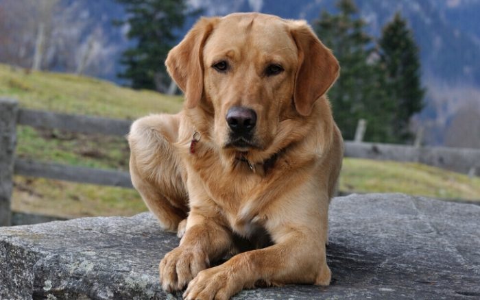 黑狗領養 黑狗領養