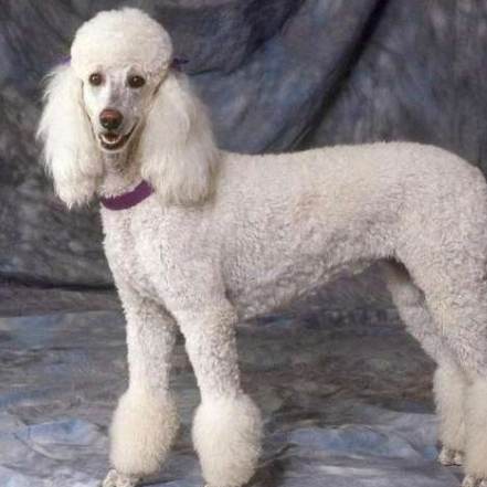 如何延長貴婦狗壽命