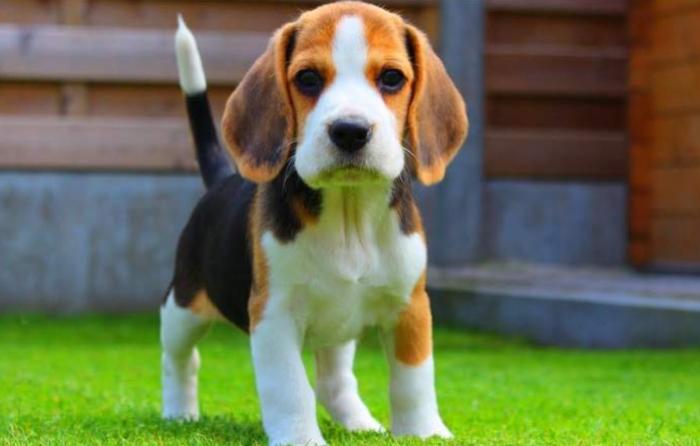 米格魯照顧指南