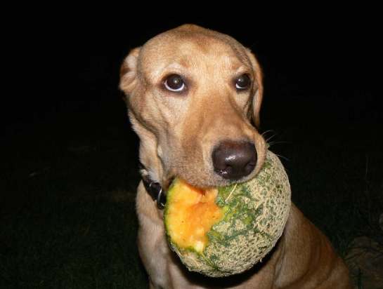 蜜瓜對狗的影響