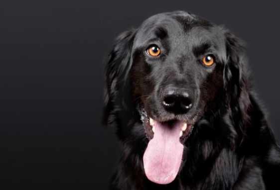 黑狗領養 黑狗領養