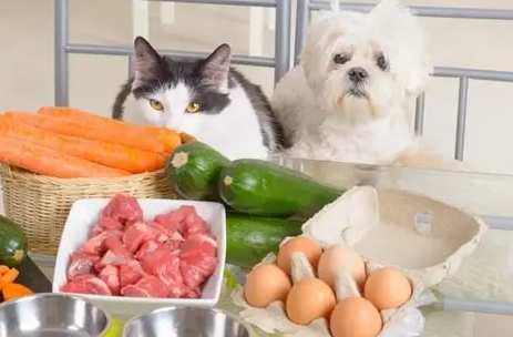 狗狗不吃飯解決方法