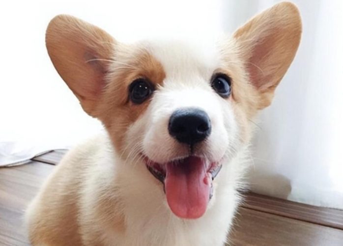 狗吃羅勒的好處