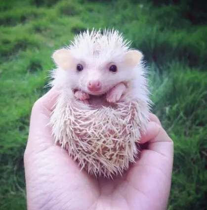 迷你刺蝟飼養方法