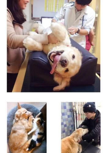 寵物健康溝通技巧