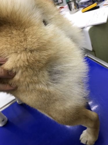 柴犬皮膚病治療