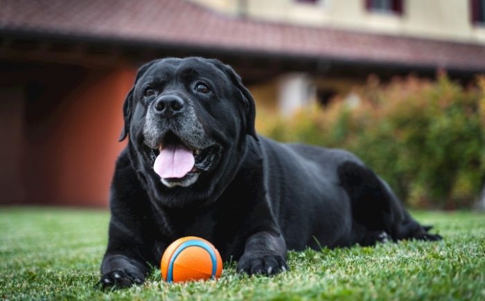 狗狗攻擊行為解決