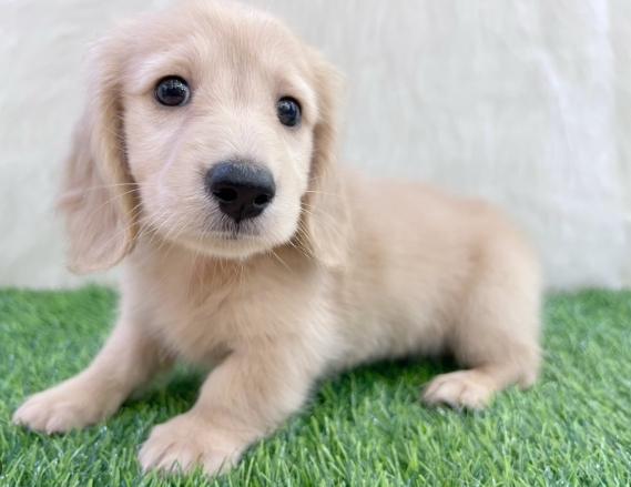 長毛臘腸犬健康