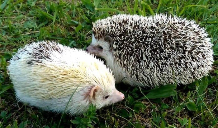 刺蝟飲食禁忌