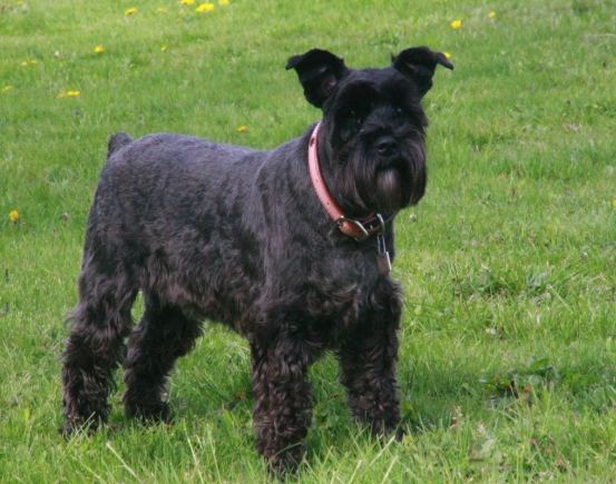 迷你雪納瑞平均壽命