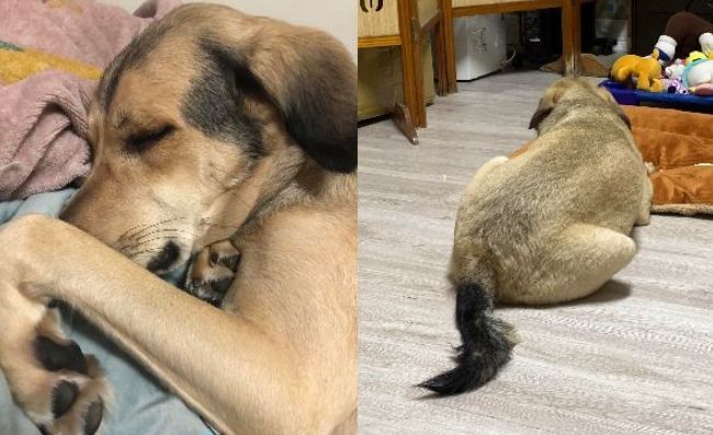 寵物鮮食營養指南