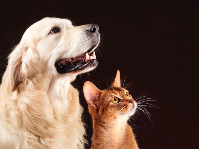 狗咬人處理步驟