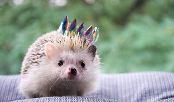 刺蝟照顧注意事項