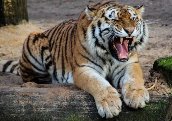 台灣禁養寵物列表