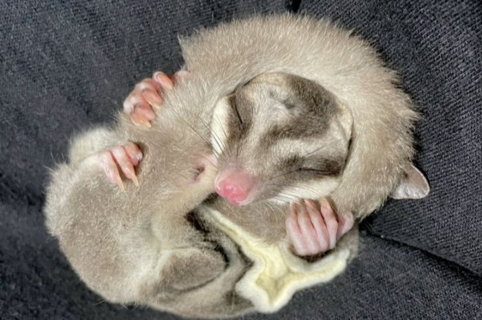 蜜袋鼯尾巴結構