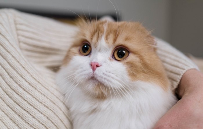 親貓注意事項 親貓注意事項