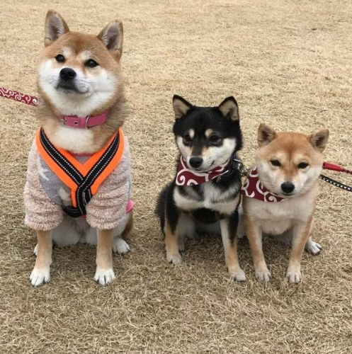 如何延長豆柴壽命