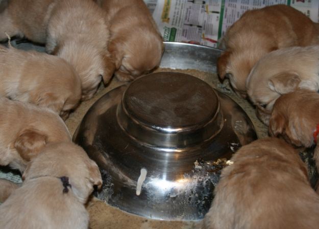 寵物狗飼料指南