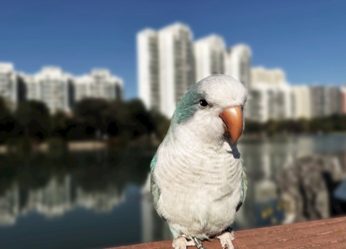 和尚鸚鵡水果餵食